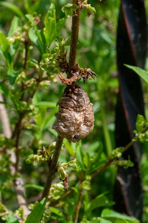 The One Thing Every Forsythia Owner Needs to Do In May