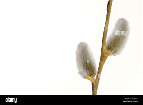 Pussy Willow Branch Stock Photo Alamy