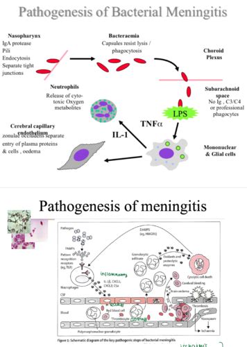 Cns Infections Meningitis And Encephalitis Flashcards Quizlet