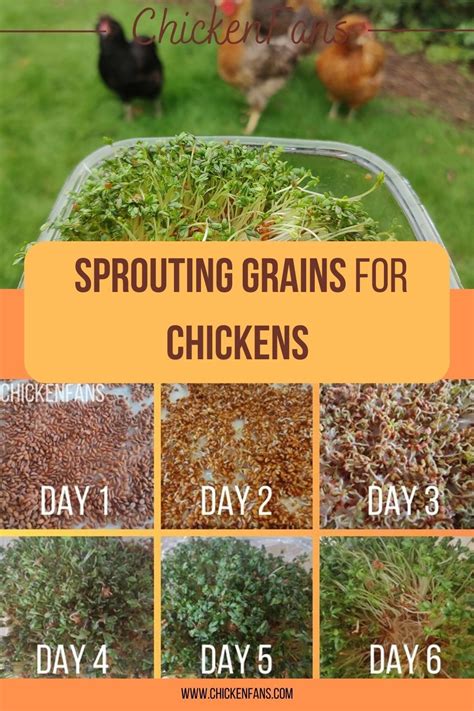 Sprouting Grains For Chickens How And Real Life Testing Artofit