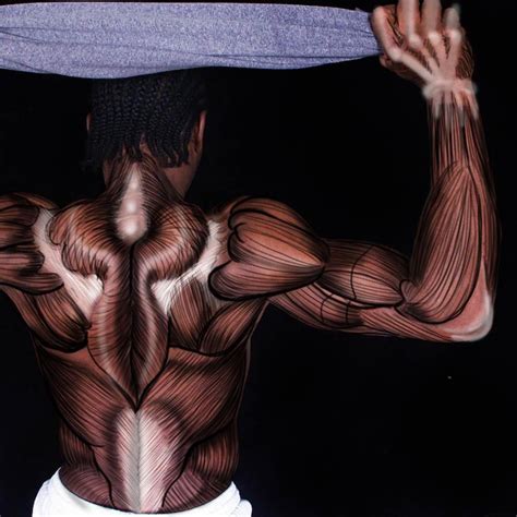 male upper torso muscle mapping exercise original image included