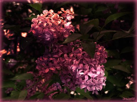 Фотографии букетов цветов с запиской. Самые красивые букеты цветов и не ...