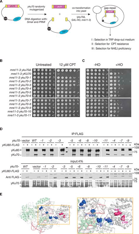 The Ku Heterodimer And The Metabolism Of Single Ended Dna Double Strand