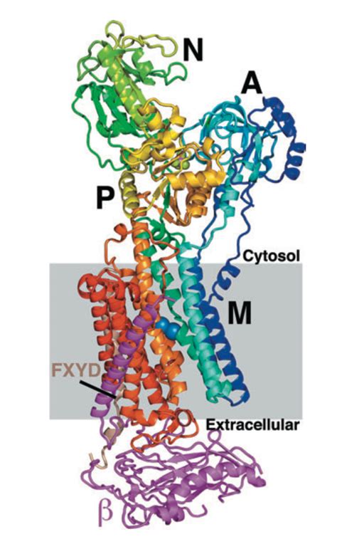 biochemistry - How do sodium-potassium pumps differentiate between ...