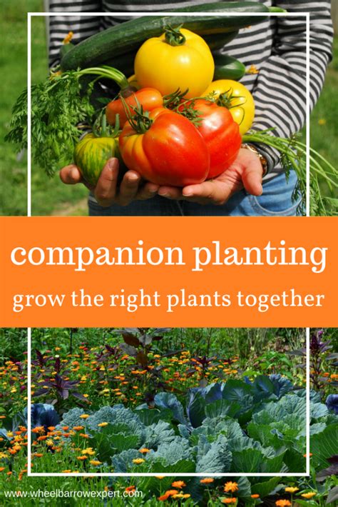 Companion Planting Guide Mels Garden