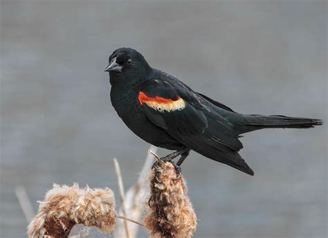 Red Winged Blackbird Birds And Blooms