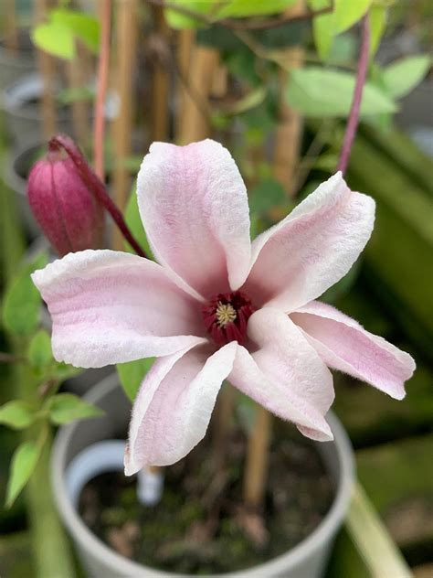 Beautiful and... - Charlton Park Garden Centre & Florist