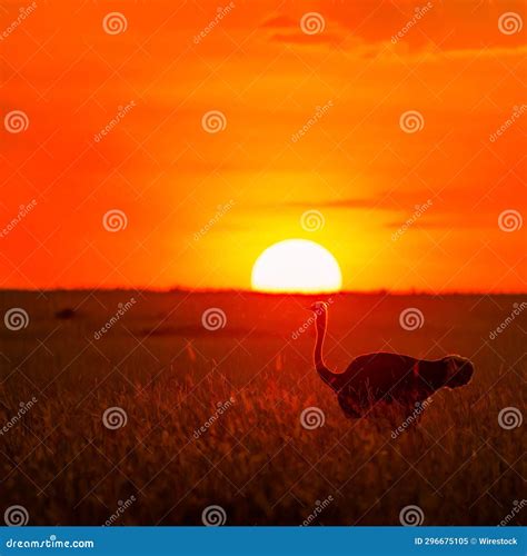 Majestic Ostrich Silhouetted Against A Stunning Orange Sunset Over A