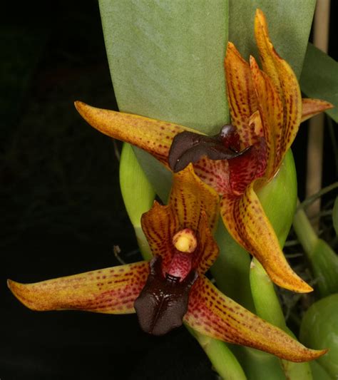 Maxillaria Cucullata