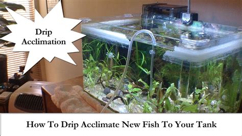 Adding New Fish How To Drip Acclimate New Fish To Your Tank YouTube