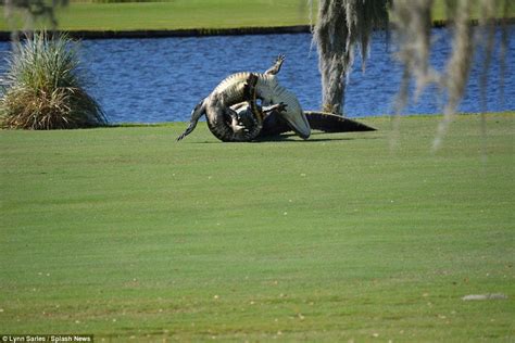 Alligator Nicknamed Goliath Brawls Against Smaller 10 Foot Gator