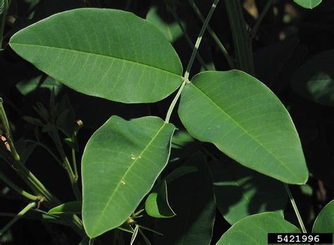 Lespedeza thunbergii (Thunberg's bush-clover): Go Botany