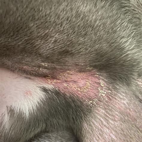 Persisting skin issues, that no vet can seem to solve for my 5 y/o