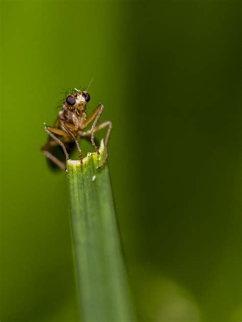 Free Images Grass Flower Fly Green Insect Fauna Invertebrate