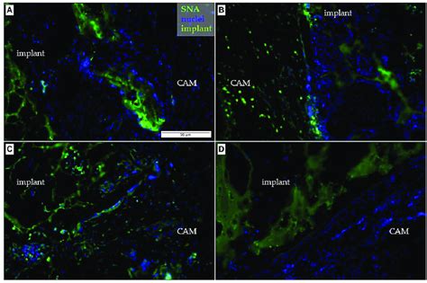 Immunohistochemical Detection Of The Embryonic Endothelium In The