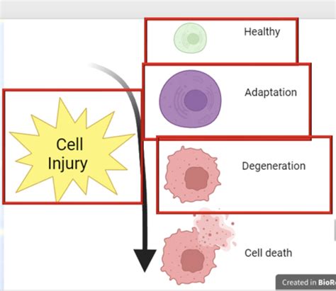 Cell degeneration 1 and 2 - adaptation and degeneration Flashcards ...
