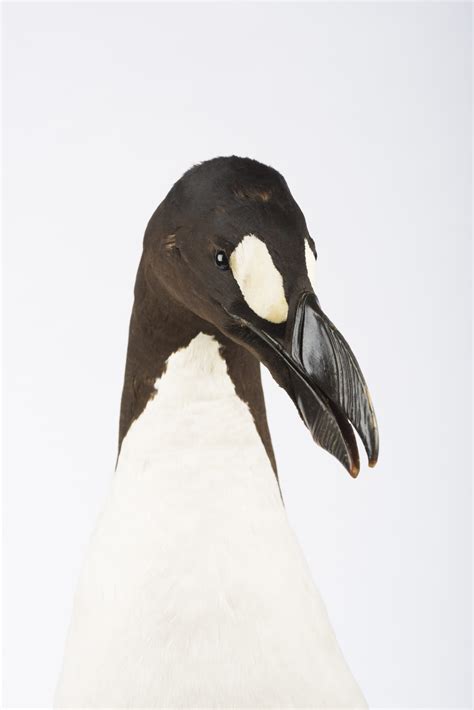 Pushing The Great Auks Into Extinction By Kate Whiteway York