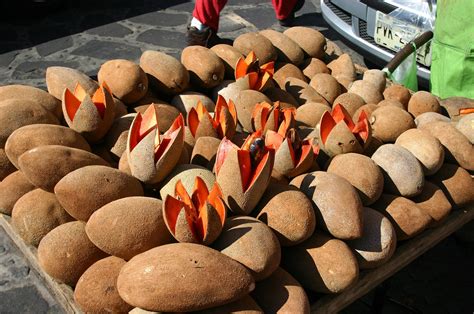 La magia del zapote • Periódico El Campesino – La voz del campo colombiano