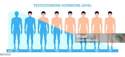 Qual O Nivel Normal De Testosterona Masculino - Ilustración de Tabla De Niveles De Testosterona Infografía Vectorial De ...