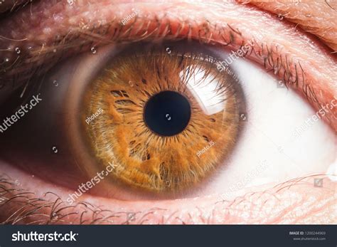 Human Eye Detail Stock Photo 1200244969 Shutterstock