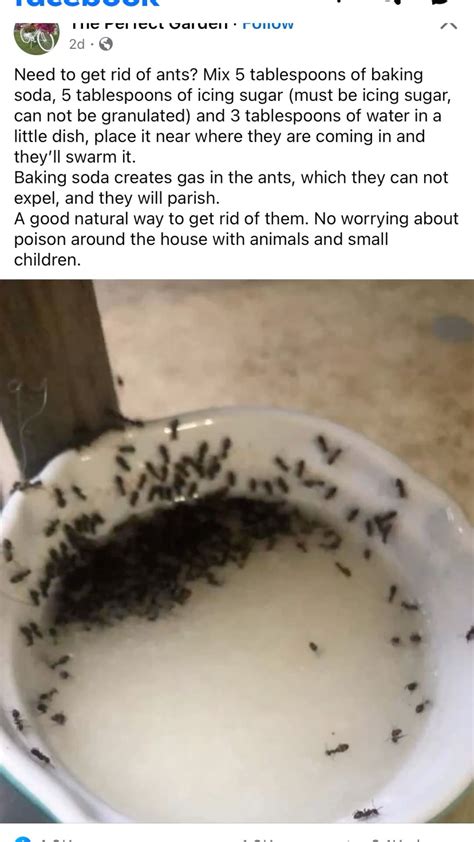 how to get rid of ground hornets