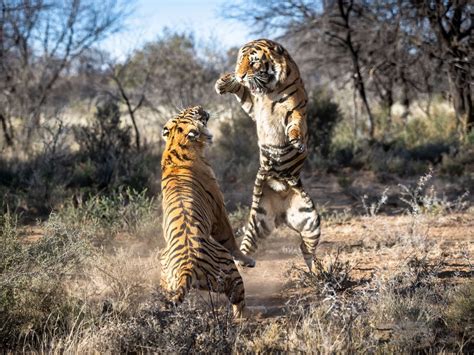 tiger fight caught  camera  stunning