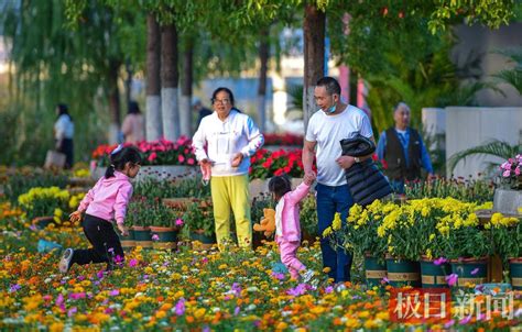 金秋菊展 “人在花中、花在人旁” 菊花 进口 沙湖公园