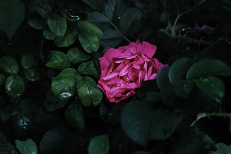 無料画像 : 開花植物, 花弁, ピンク, 庭のバラ, 工場, 赤, 緑, バラの家族, フロリバンダ, 植物学, ローズオーダー, 中国バラ ...