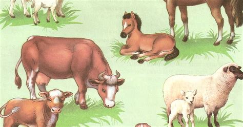 Домашние животные с детенышами картинки для детей