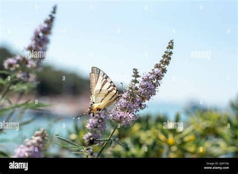 Vitex Agnus Castus Spring Hi Res Stock Photography And Images Alamy