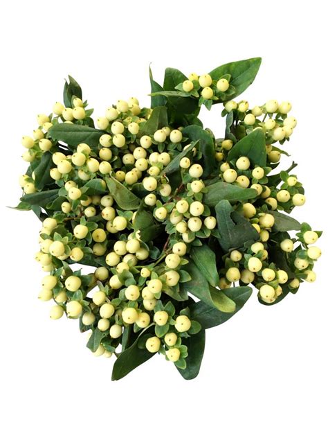 Hypericum günstig kaufen auf - bezahlbare-blumen.de
