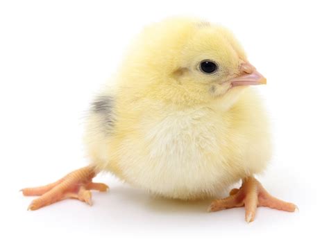 Premium Photo Small Chicken