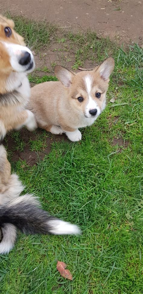 corgi puppies dogs listings  australia petzlover