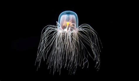 Fakta Unik Immortal Jellyfish