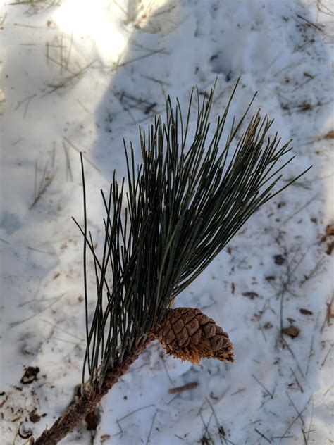red pine central park tree trek