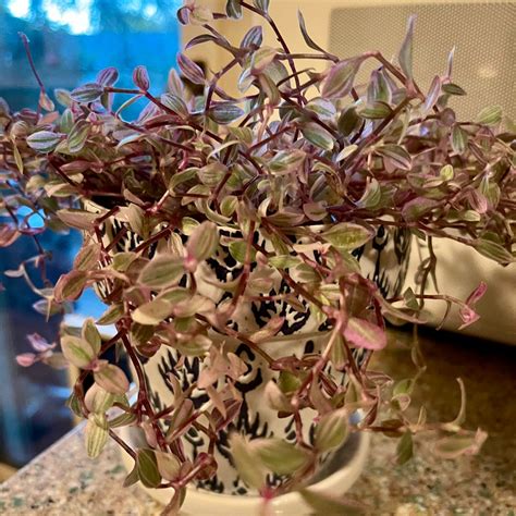 🌡 What Temperature Does My Callisia Pink Panther Need?