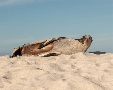 Tracking The Impact Of Climate Change On Galápagos Sea Lions And Fur