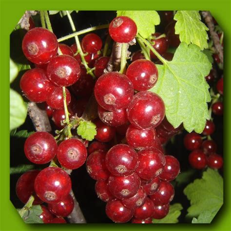 Купить смородину красную Фертоди – в интернет-магазине СВМ