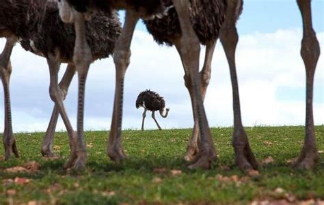 انگل‌های خارجی شترمرغ ماکی دام Animals The Ostrich Ostrich