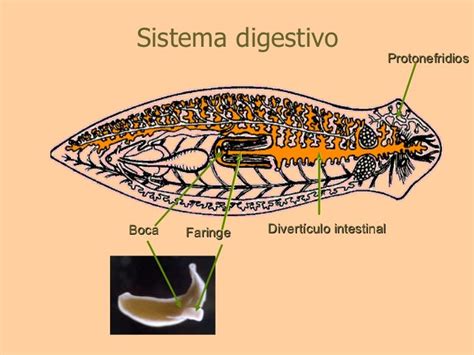 Sistema Digestivo Dos Platelmintos - ESPACIO ACADEMICO: SISTEMA DIGESTIVO DE ANIMALES VERTEBRADOS E ...