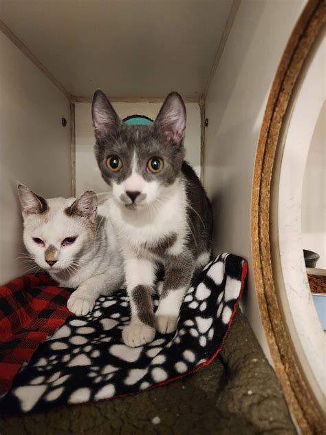 SAVE-A-PET ANIMAL SHELTER - Port Jefferson Station NY - Hours