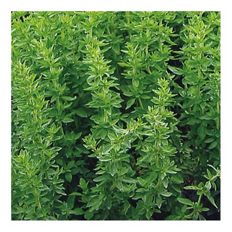 Oregano Greek