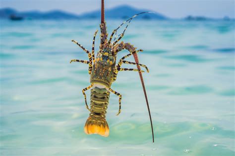 Lobster Fishing Ban in the Caribbean Begins | Privilege Club