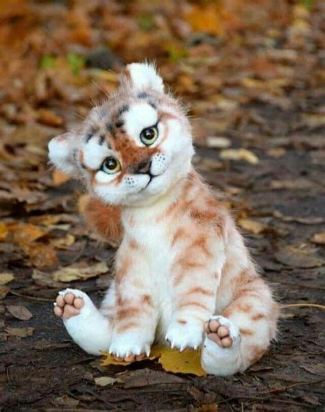 wallpaper hewan lucu  koleksi gambar