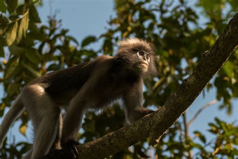 Dusky Langur | Sean Crane Photography