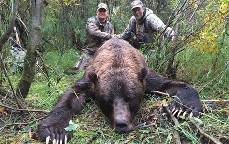 day alaska grizzly bear hunt   hunter   observer