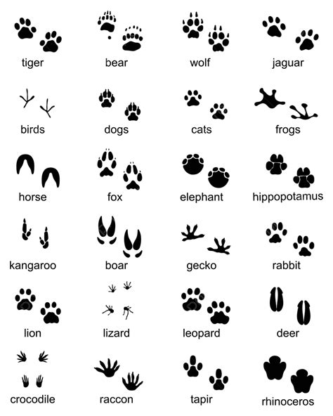 Footprints Of Wild Animals Jaguar Predator Track Vector, Jaguar