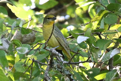 Rare Bird Alert – Travis Audubon