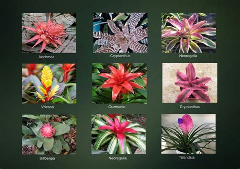 Tipos De Bromelias Variedades