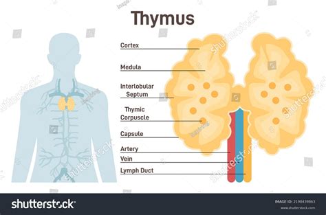 Thymus Gland Histology Labeled